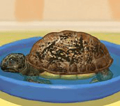 Hra - Starostlivosť o korytnačku