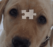 Hra - Puzzle psík