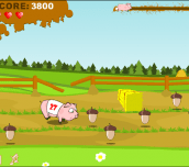Hra - Pig Race